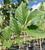 ACCOLADE™ leaves in mid-summer. ACCOLADE™ leaves in mid-summer.