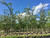 ACCOLADE™ elms in the nursery. ACCOLADE™ elms in the nursery.