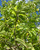 Leaves in mid-summer. Leaves in mid-summer.