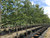 'Frontier' elms in our nursery. 'Frontier' elms in our nursery.