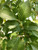 Leaves in mid-summer. TimberPine