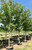 Leaves in mid-summer. Leaves in mid-summer.