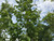 Leaves in mid-summer. TimberPine