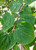 Foliage in midsummer Foliage in midsummer