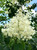 Summer blooms of 'Ivory Silk' Japanese lilac. TimberPine