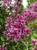 Early blossoms of dwarf Korean lilac. TimberPine