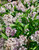 Manchurian Lilac, Miss Kim, on Standard