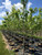 Autumn Blaze® Freeman maples in our nursery.