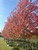 Fall color of Autumn Blaze® Freeman maple. TimberPine