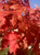 Fall color of Autumn Blaze® Freeman maple.