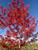 Fall color of Autumn Blaze® Freeman maple. TimberPine