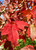 Burgundy Belle® red maple in the fall. TimberPine
