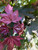 New growth on the 'Crimson Sentry' Norway maple. New growth on the 'Crimson Sentry' Norway maple.