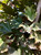 Leaves in mid-summer. Leaves in mid-summer.