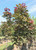 'Crimson Sentry' Norway maples in our nursery. 'Crimson Sentry' Norway maples in our nursery.