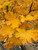 Golden fall color of Emerald Lustre® Norway maple in autumn. Golden fall color of Emerald Lustre® Norway maple in autumn.