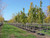 Emerald Lustre® Norway maple in our nursery. TimberPine