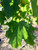 Leaves in mid-summer. Leaves in mid-summer.