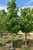 Legacy® sugar maples in the nursery. Legacy® sugar maples in the nursery.