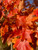 Early autumnal color of Legacy® sugar maple. TimberPine
