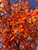 Early fall colored foliage of Legacy® sugar maple. Early fall colored foliage of Legacy® sugar maple.