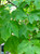 Leaves in summer of 'October Glory' red maple. Leaves in summer of 'October Glory' red maple.