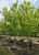 'October Glory' maples in our nursery. 'October Glory' maples in our nursery.