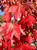 Autumnal color of 'October Glory' red maple. Autumnal color of 'October Glory' red maple.