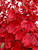 Autumnal color of 'October Glory' red maple. Autumnal color of 'October Glory' red maple.