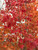 Pacific Sunset® maple as it progresses in colors during autumn. TimberPine