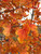 Pacific Sunset® maple leaves in early fall. TimberPine