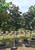 'Royal Red' Norway maples in our nursery. 'Royal Red' Norway maples in our nursery.