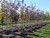 'Royal Red' Norway maples in our nursery. 'Royal Red' Norway maples in our nursery.