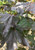 Leaves in mid-summer. Leaves in mid-summer.