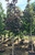 'Royal Red' Norway maples in our nursery. 'Royal Red' Norway maples in our nursery.