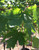 Leaves in mid-summer. Leaves in mid-summer.