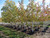 Early onset of fall color. Early onset of fall color.