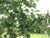 Leaves in mid-summer. Leaves in mid-summer.