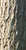 Up close photo of the bark. Up close photo of the bark.