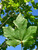 Leaves in midsummer. Leaves in midsummer.