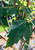 Leaves in mid-summer. Leaves in mid-summer.