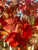 Early fall color of 'Sun Valley' Early fall color of 'Sun Valley'