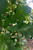 Leaves in mid-summer. TimberPine