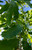 Leaves in mid-summer. Leaves in mid-summer.