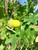 Immature acorns on Crimson Spire™ oak. Immature acorns on Crimson Spire™ oak.