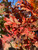 Crimson Spire™ oak leaves in autumn. Crimson Spire™ oak leaves in autumn.