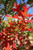 Scarlet oak in early fall. TimberPine