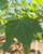 Close up of the foliage. Close up of the foliage.