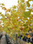 Yellowing fall color. Yellowing fall color.