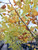 Yellowing fall color. Yellowing fall color.